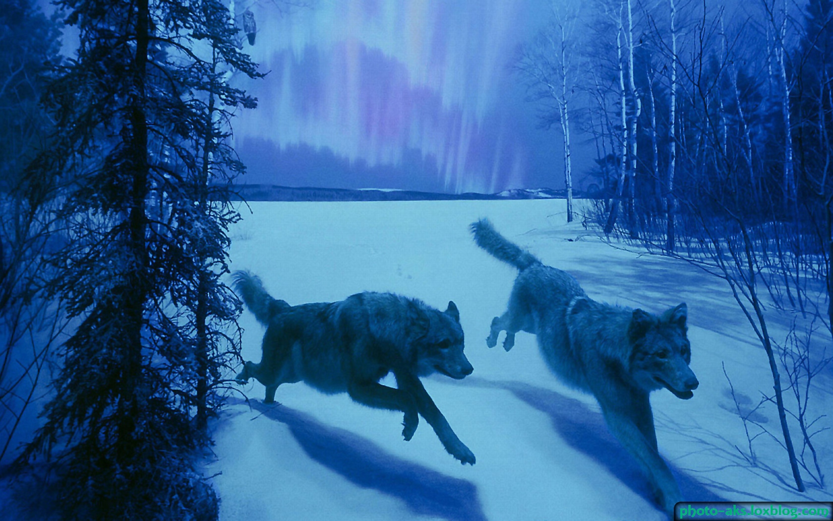 حمله گرگها