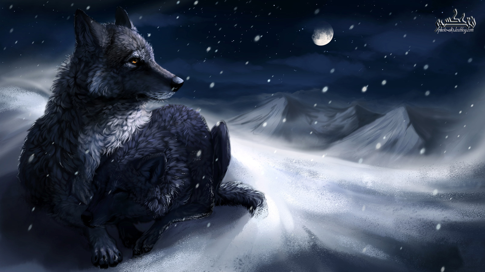 تصویر زیبا از گرگ ها