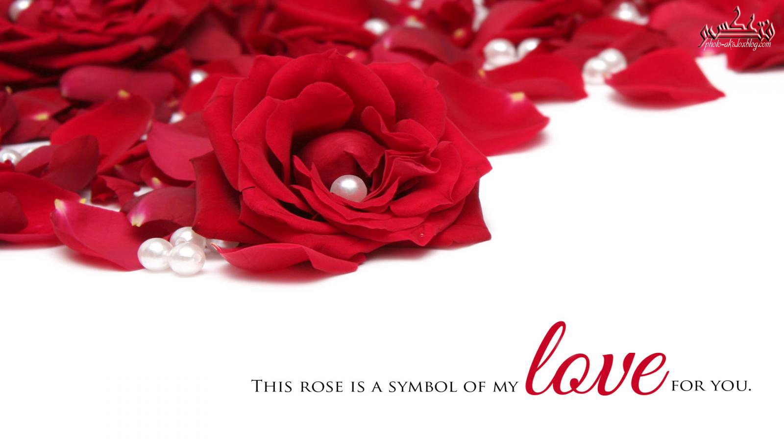 گل رز نماد عشق