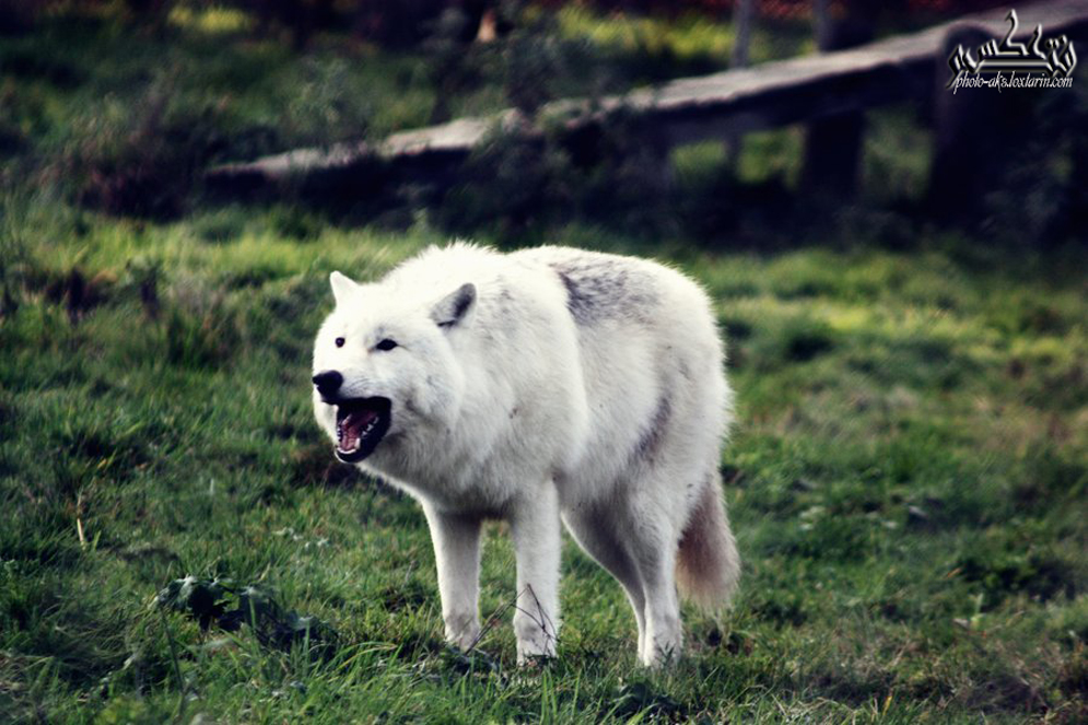 گرگ سفید