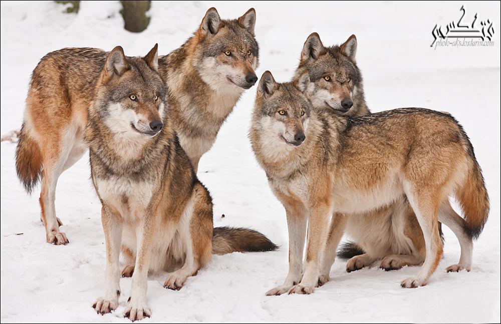 گروه پرتره گرگها